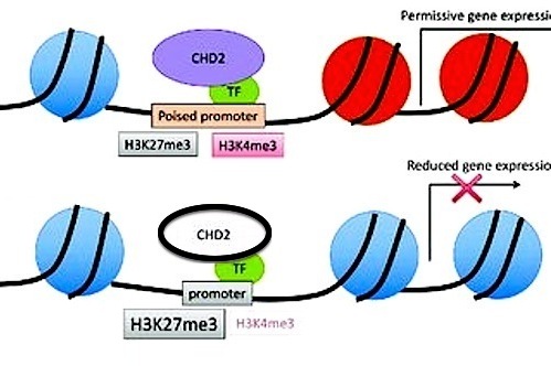 CDH2 ataching to histone chain